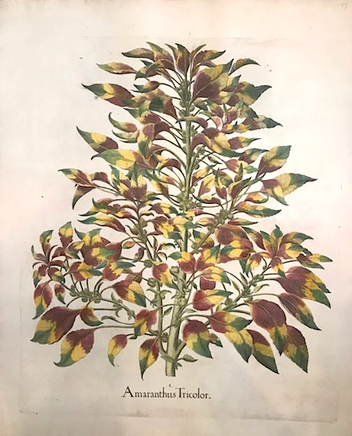 Besler Basilius (1561-1629) Amaranthus Tricolor 1613 Norimberga 